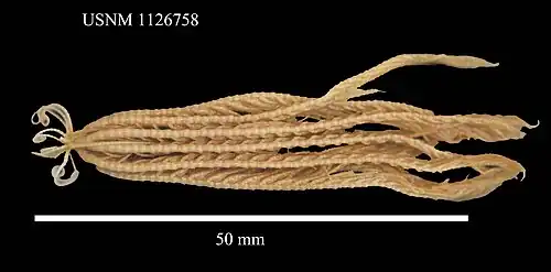Isometra graminea
