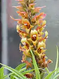 Digitalis isabelliana des Canaries.