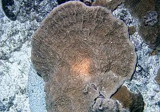 Description de l'image Isopora crateriformis, Samoa A.jpg.