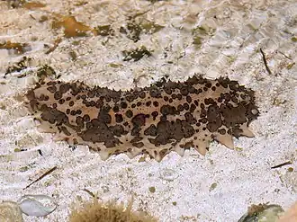 Isostichopus badionotus.