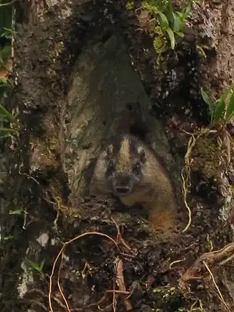 Description de l'image Isothrix bistriata 74499273 (cropped).jpg.
