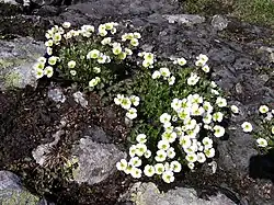 Une multitude de petits fleurs blanches sur un sol rocheux.