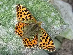 Issoria lathonia