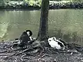 Canards au bord de l'étang le plus au sud.
