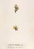 Isthmoplea sphaerophora, planche de l'herbier des frères Crouan (Pierre-Louis et Hippolyte-Marie).