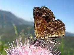 Isturgia famula.