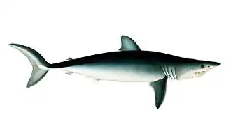 Lamniformes