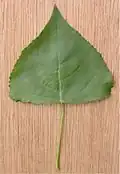 Une feuille verte.