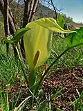 Inflorescence