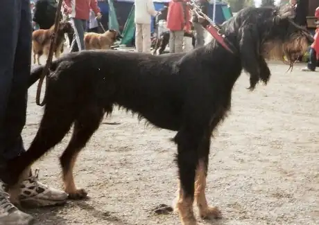 Chien courant italien à poil dur