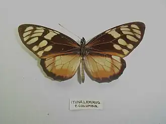 Lycorea ilione