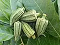 Ivorian okra stew