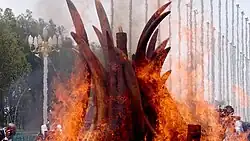 Photographie d'un feu d'ivoire à Brazzaville.