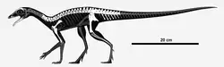 Diagramme squelettique d'Ixalerpeton polesinensis, restauré en position quadrupède. Éléments connus en blanc et inconnus en gris.