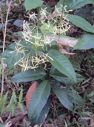 Description de l'image Ixora malabarica.jpg.