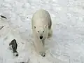 Ours polaire.