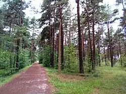 Järve mets.