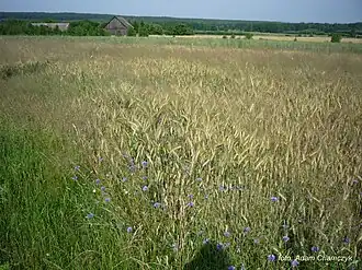 Józefów (Kodrąb)
