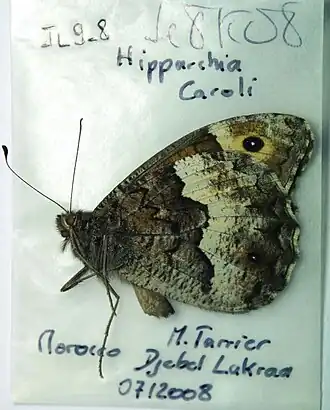 Description de l'image JL9-8 Hipparchia caroli (3458908268).jpg.