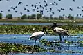 Spécimens de Jabiru mycteria dans la réserve.