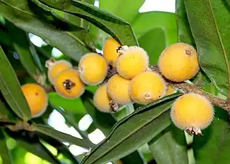 Description de l'image Jaboticaba Amarela.jpg.