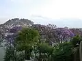 Jacaranda mimosifolia sur les berges du lac. Les Jaracandas fleurissent en octobre (2014).