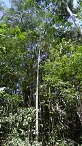 Pied de Jacaratia spinosa en forêt dans la région de Bahia (Brésil)