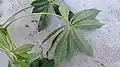 Feuille de Jacaratia spinosa (face inférieure)