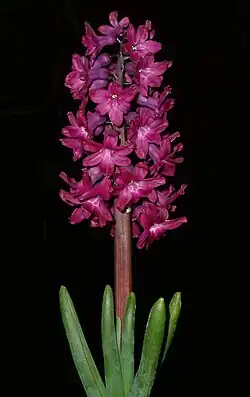 Inflorescence de jacinthe.