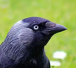 Détails de la tête.