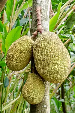 Détail du fruit du jaquier sur l'arbre.