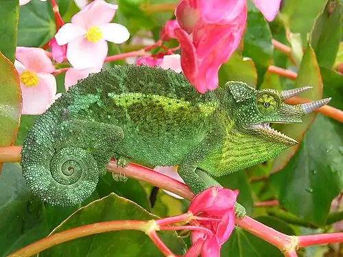 Trioceros jacksonii