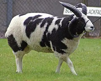 Image illustrative de l’article Mouton de Jacob