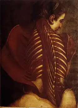 Dos de femme, surnommé "L'ange anatomique" par les surréalistes, 1746