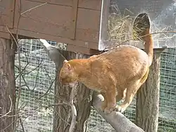 Un jaguarondi roux du Lumigny Safari Reserve.