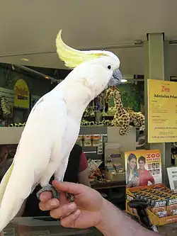 Jake le kakatoès dans un des bureaux du zoo (2010).