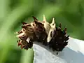 Chenille