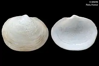 Jallenia inanis.