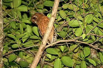 Hibou de la Jamaïque.