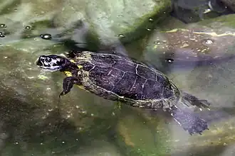 Description de l'image Jamaican slider (Trachemys terrapen).JPG.