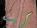 Dendroaspis jamesoni (Parc national de Korup, Cameroun)