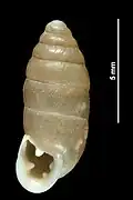 Jaminia quadridens