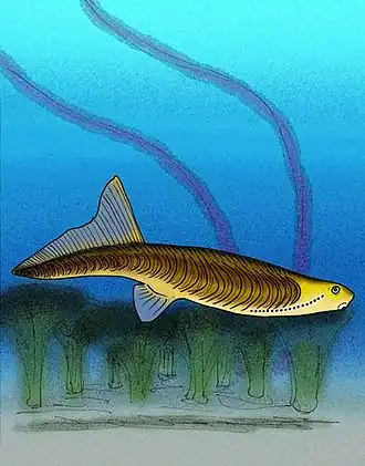 Jamoytius était un vertébré énigmatique qui pourrait être apparenté au poisson Anaspid.