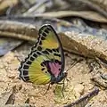 Euphaedra janetta dans la réserve forestière d'Ankasa au Ghana. Octobre 2023.