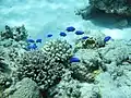 Photo couleur sous-marine d'une douzaine de poissons bleus, nageant au-dessus d'un récif corallien.
