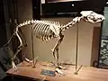Squelette conservé au musée national des sciences de Tokyo.