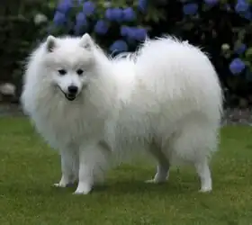 Un spitz japonais représentant le standard britannique.