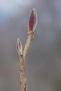 Un bourgeon au début du printemps.
