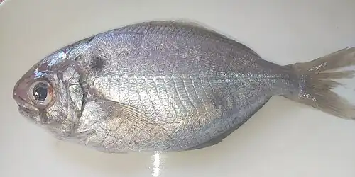 Psenopsis anomala