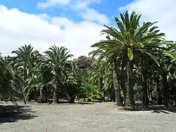 Phoenix canariensis